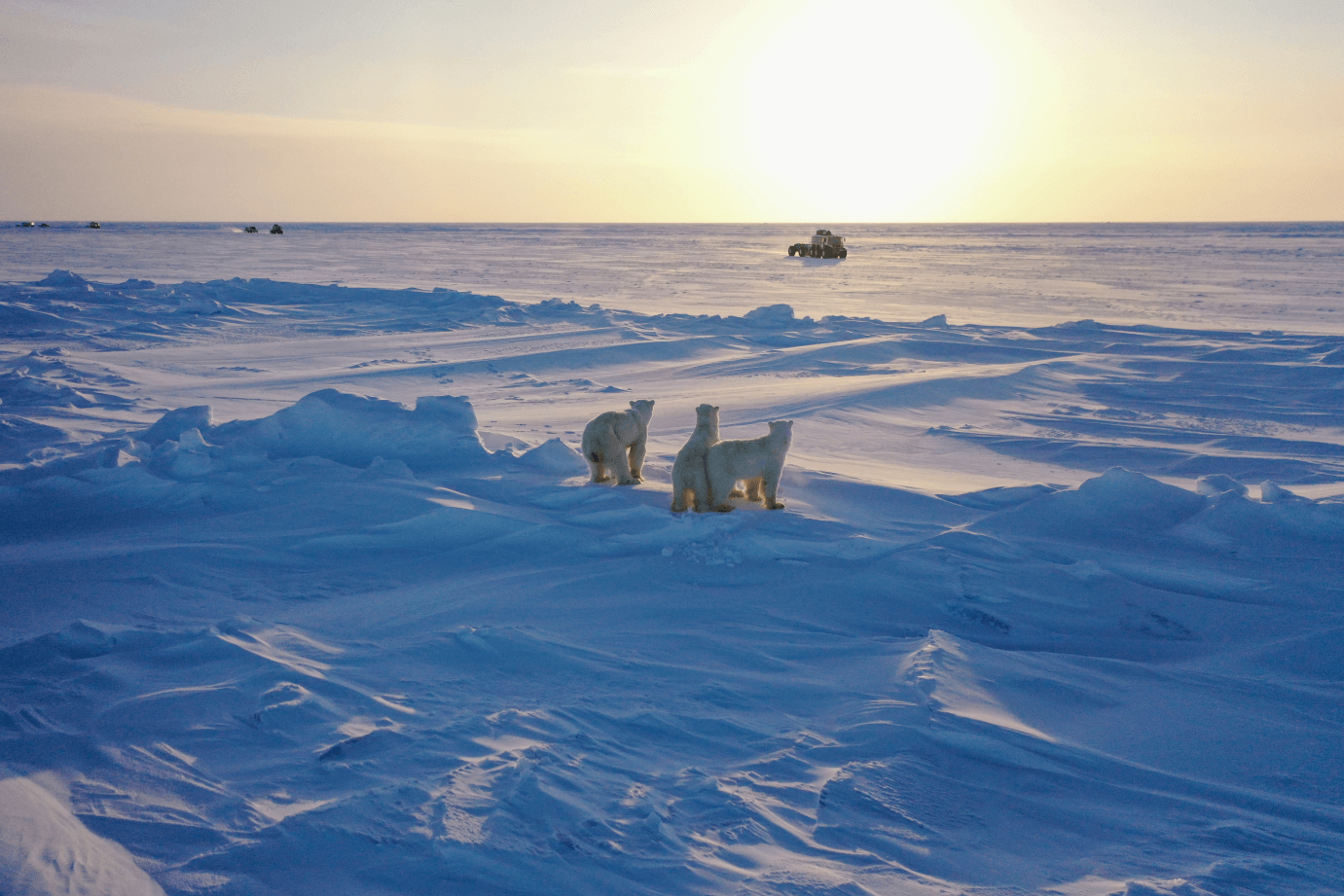 A group of polar bears watch a truck drive by in the distance in Antarctica.